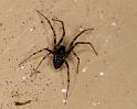 Linyphia_hortensis_D5216_O_88_Les Gris_Frankrijk